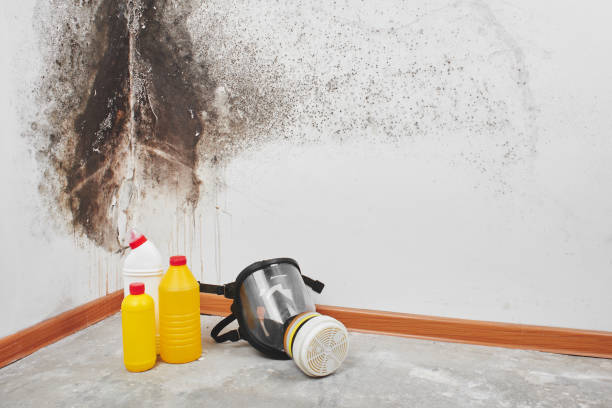 Best Attic Mold Removal  in Malone, FL