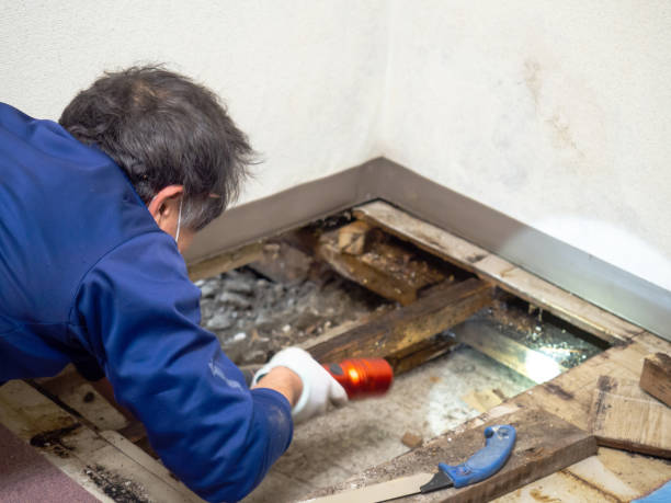Best Professional Mold Removal  in Malone, FL