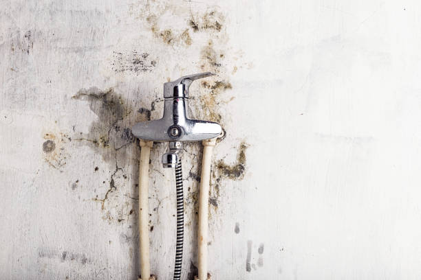 Best Affordable Mold Removal  in Malone, FL