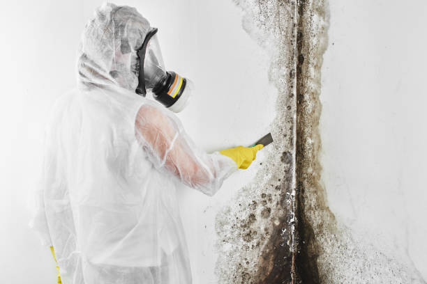 Best Crawl Space Mold Removal  in Malone, FL