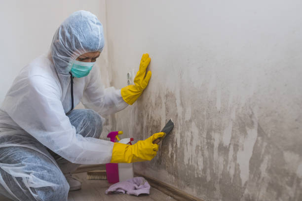 Mold Testing and Removal in Malone, FL