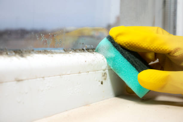 Best Mold Removal Specialists  in Malone, FL