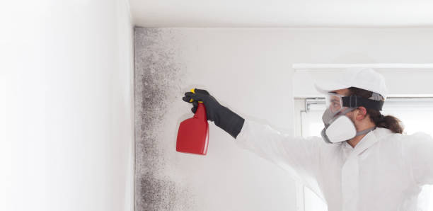 Best Commercial Mold Removal  in Malone, FL