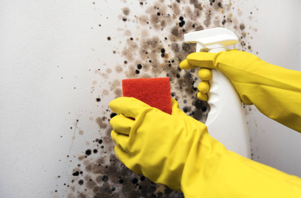 Best Water Damage Restoration  in Malone, FL