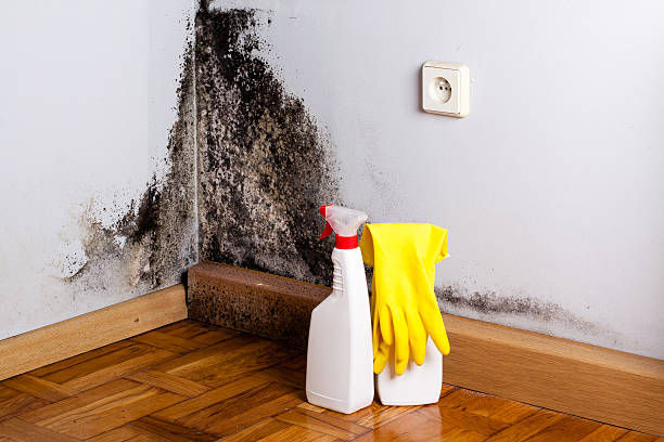 Best Residential Mold Removal  in Malone, FL