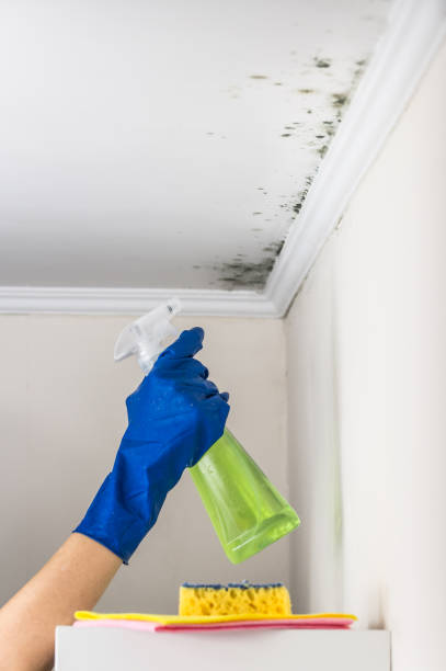 Best Best Mold Removal Companies  in Malone, FL
