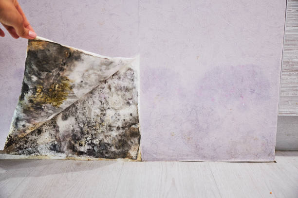 Best Mold Remediation Experts  in Malone, FL